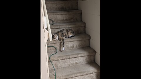 my cat is so odd