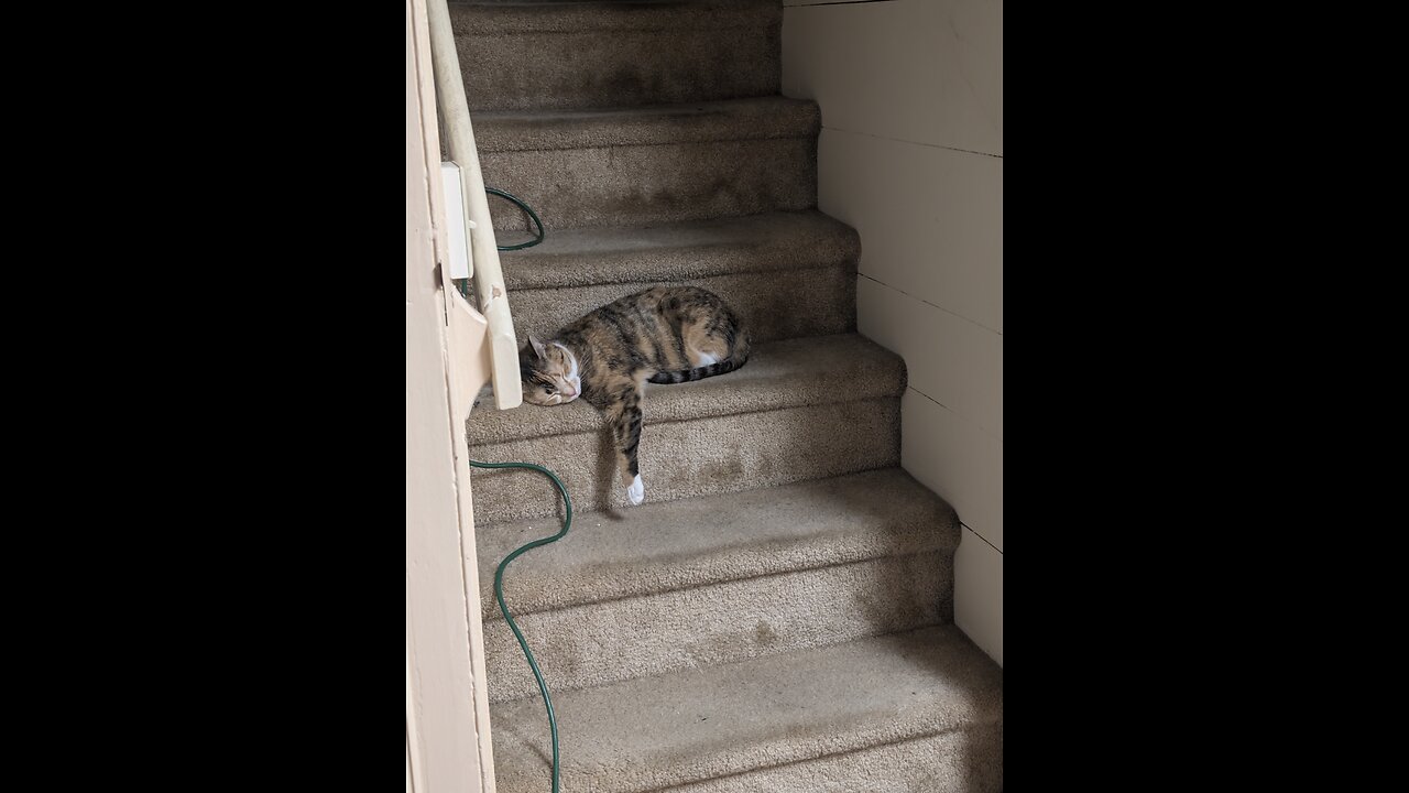 my cat is so odd