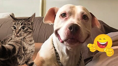 Try Not To Laugh Cats And Dogs Videos 😁 - BEST Funny Animal Videos 2025