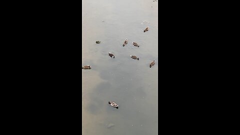Mallard Ducks 🦆 #mallardducks #shorts #trending #viral #ducks #followme