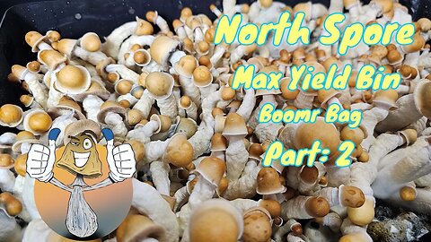 North Spore Boomr Bag Monotub Grow Pt. 2 | My First Monotub Grow | Harvest Day! #mycology #mushroom