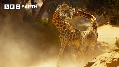 Brutal Giraffe Showdown | Narrated by David Attenborough | Africa | BBC Earth