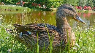 The 5 Mallard Duck Ducklings, but Mostly the Mother Hen