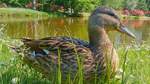 The 5 Mallard Duck Ducklings, but Mostly the Mother Hen