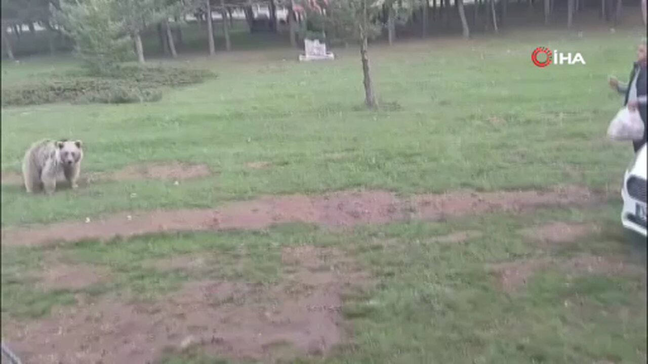 Ayıyı ekmekle doyurdular