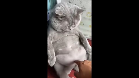 Funny animals - funny cats indecently sized 😅