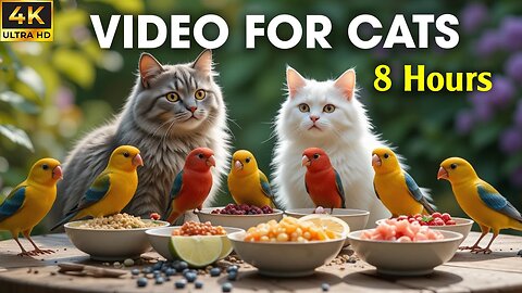 The Best Videos for Cats to Watch – Birds, Squirrels & Pure Joy - CatTV Central