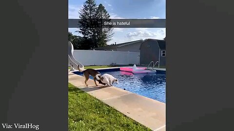 Cute pets🐕