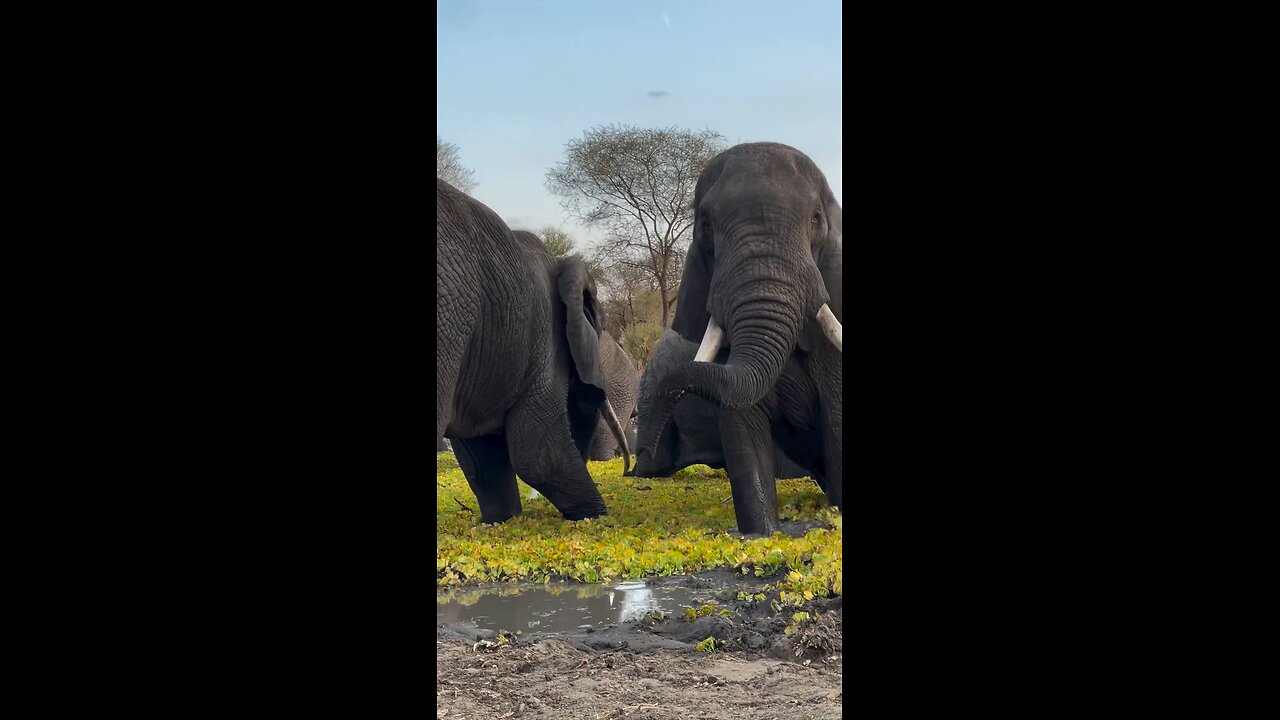 The Wild Herd Of Gentle Giants