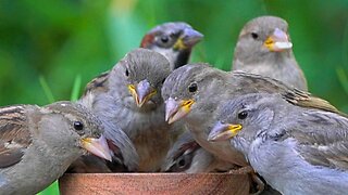Another Busy House Sparrow Feeding Bowl Double Feature