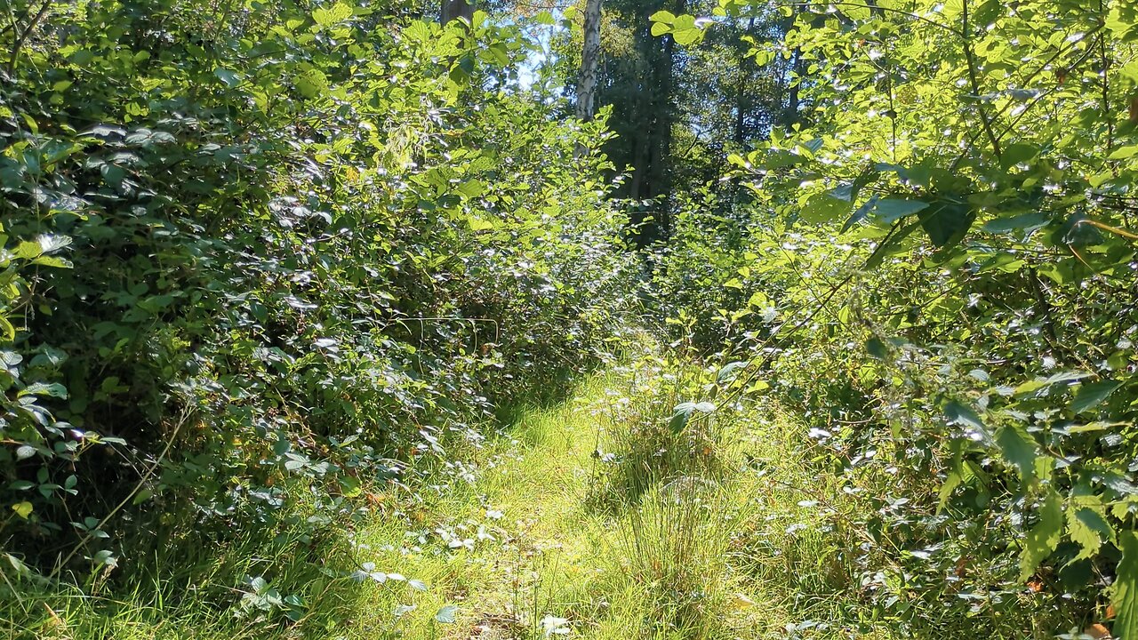 Monodruid (Live) Edenbridge — Stonewall Park (25th August, 2025)