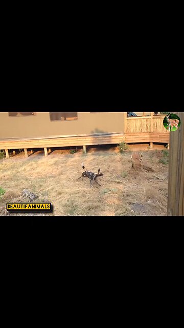 Deer hunting by wild dogs#