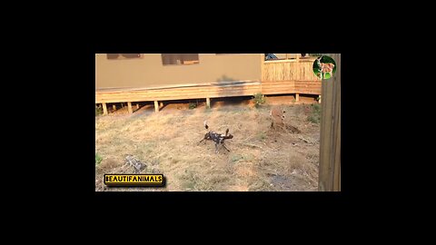 Deer hunting by wild dogs#