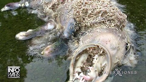 It's Simple: The Left Is A Maggot Covered Possum