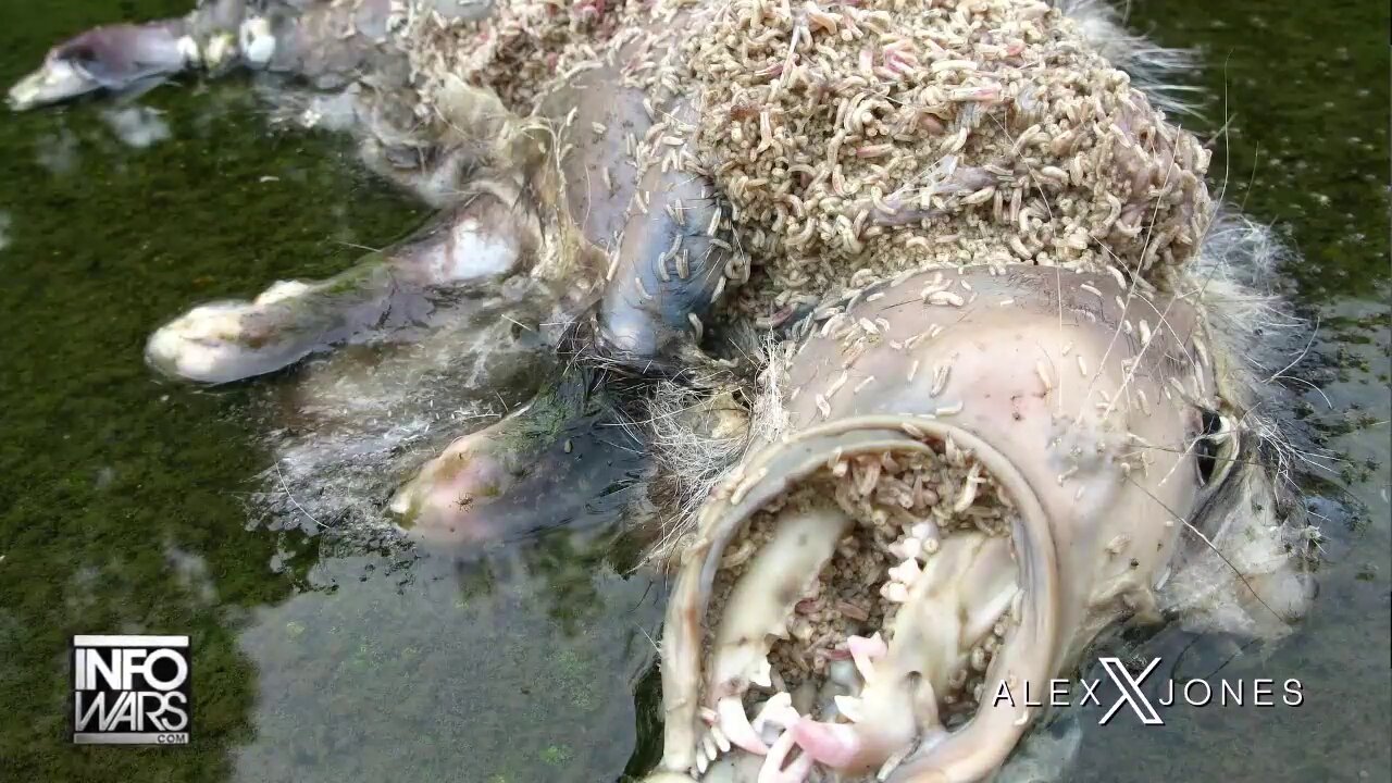 It's Simple: The Left Is A Maggot Covered Possum