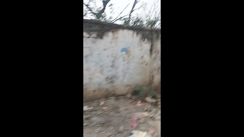 Wild Elephant caught on camera