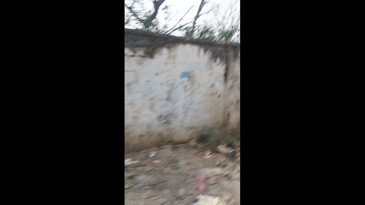 Wild Elephant caught on camera