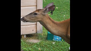 Deer was attacked
