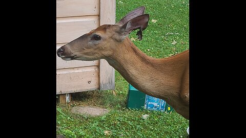 Deer was attacked