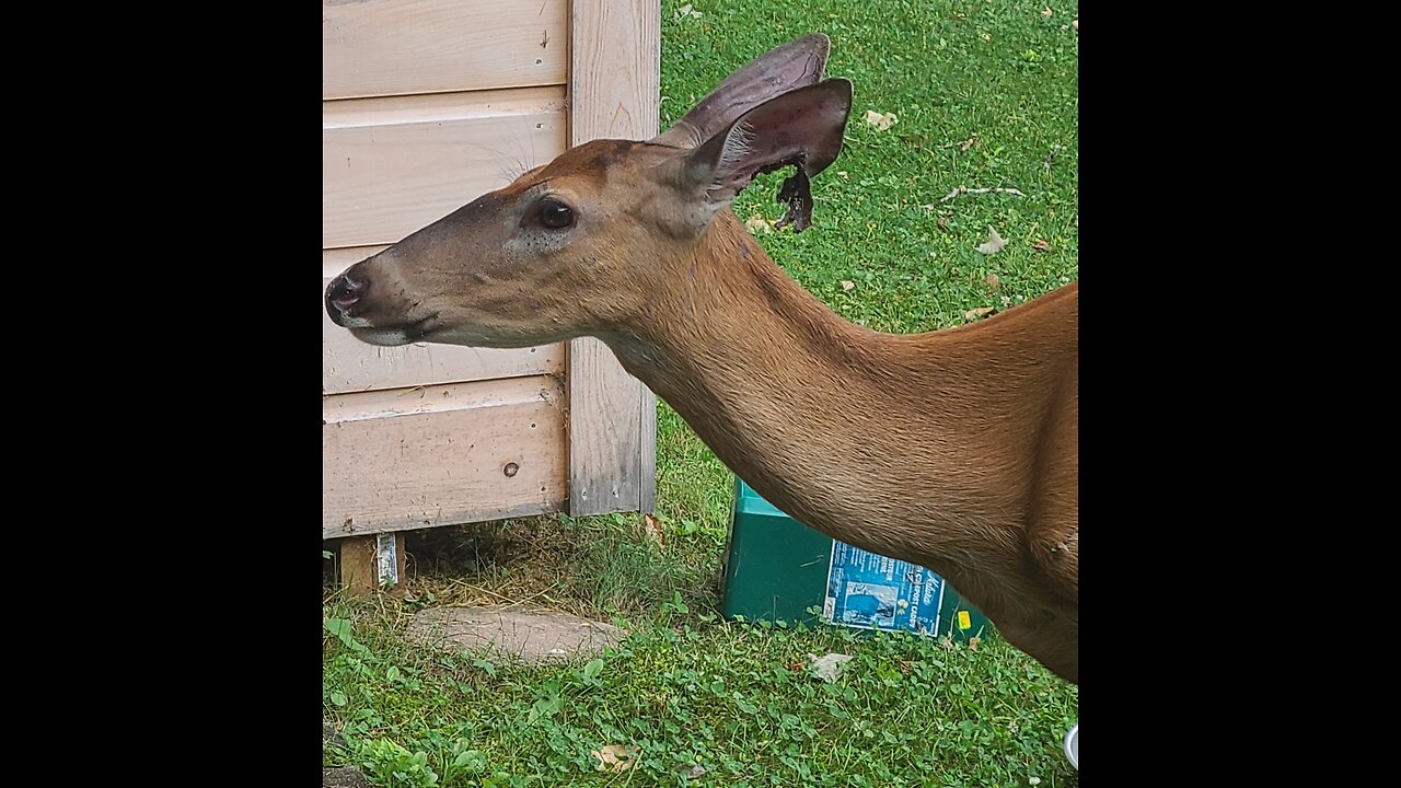 Deer was attacked