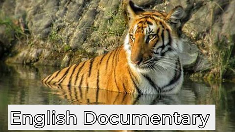 Jim Corbett National park English Documentary | Wildlife Documentary