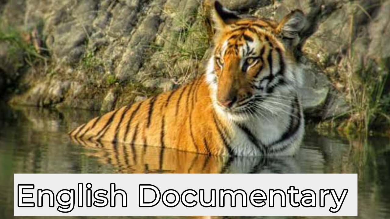 Jim Corbett National park English Documentary | Wildlife Documentary