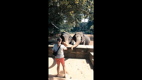 Elephant feeding