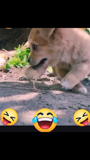 🎉Happy birthday everyone🌞It's To LAUGH When Watching This Video Cute DOG|cute cat|Please Follow me
