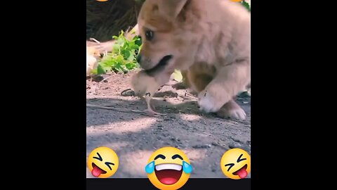 🎉Happy birthday everyone🌞It's To LAUGH When Watching This Video Cute DOG|cute cat|Please Follow me