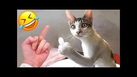 Hilarious Animals Doing the Funniest Things | Ultimate Funny Pet Compilation