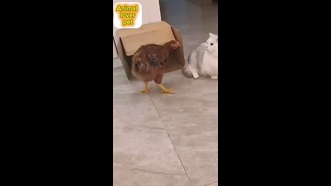 funny cat and hen