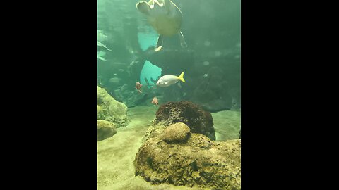 SeaWorld reef 🪸 exhibit