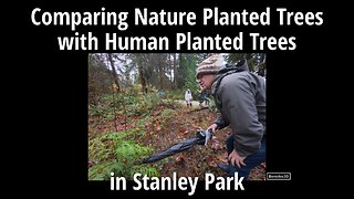 Comparing Nature Planted Trees with Human Planted Trees in Stanley Park