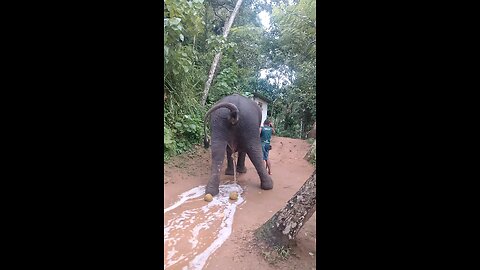 how to pee an elephants