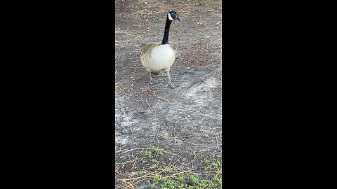 Canada Goose 🪿 #canadagoose #followme #shorts #viral #trending