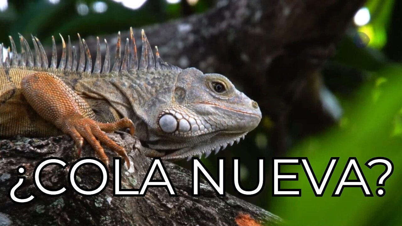 ¿Qué pasa cuando una iguana pierde su cola?