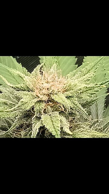 Wedding cheesecake week 14 day 4