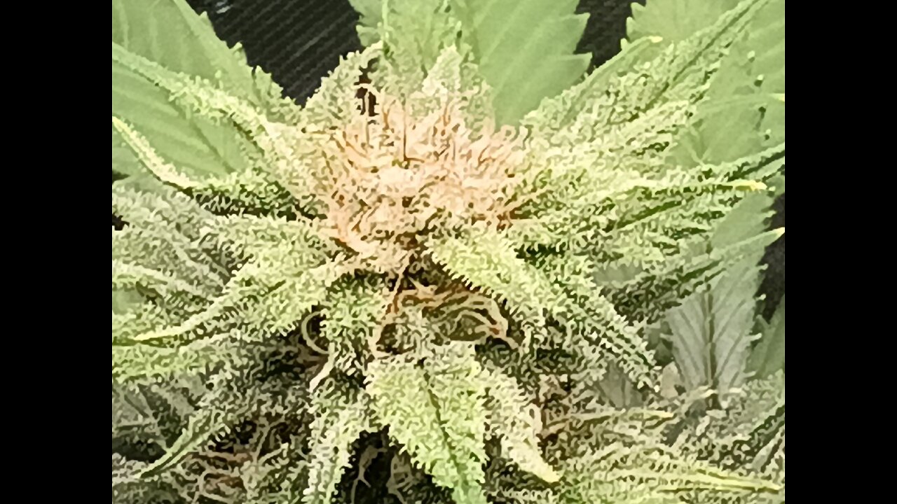 Wedding cheesecake week 14 day 4