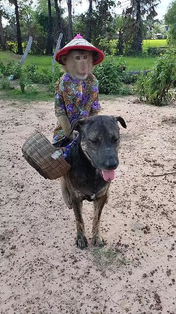 Lovely animal SokYaa, OG, Pao Mom Are Famous Around The World #shorts #anime #trend #edit