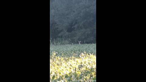 Curious Doe