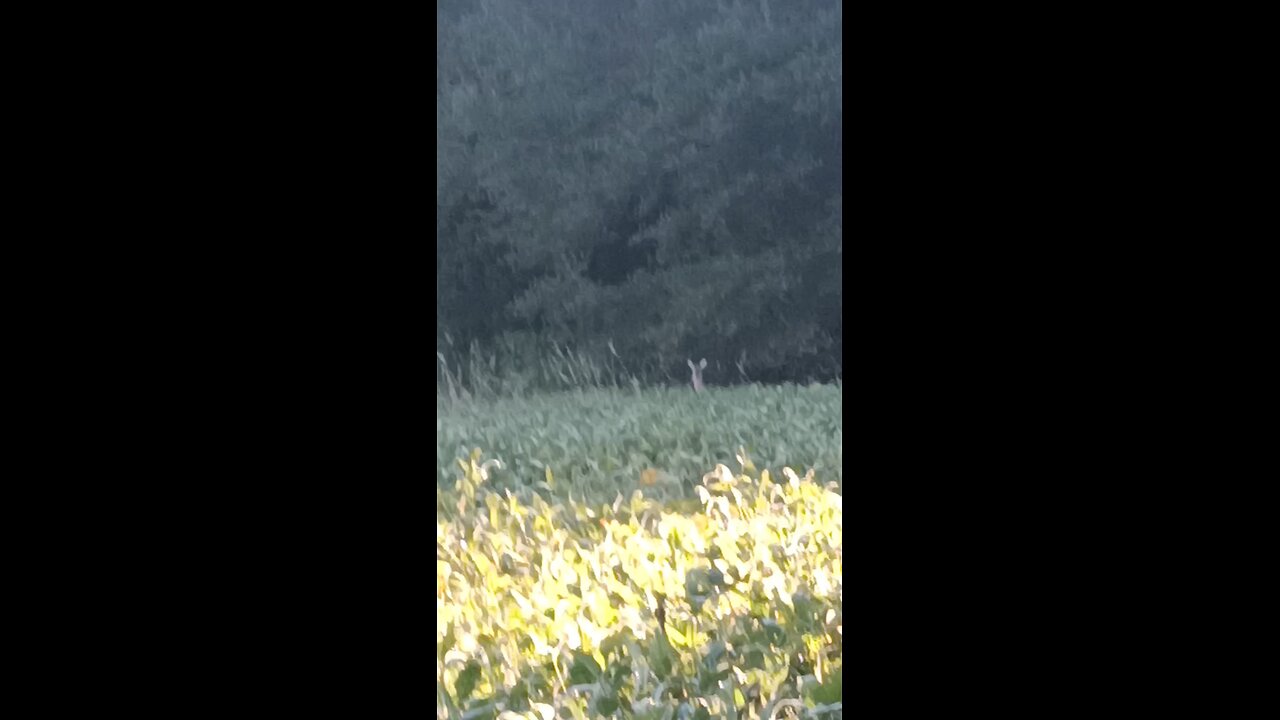 Curious Doe