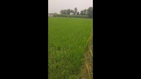 beautiful nature green crops vedio beautiful nature green crops vedio
