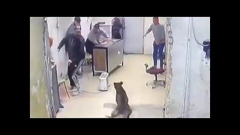 Hilarious Animal Antics: Dogs, Cats, and Wild Creatures Unleash the Laughs!