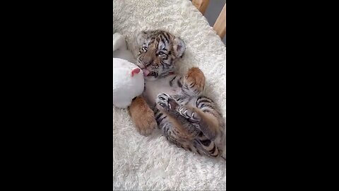 Afternoon rest for the tiger cubs.