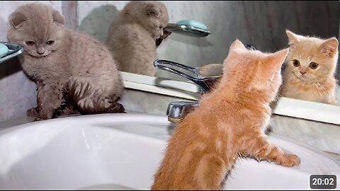 FUNNIEST Baby Animals 🤣 😂 | Best Cats, Dogs & Farm Animals