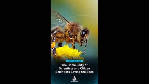 Why Native Bees Are Dying Out – and How We Can Help