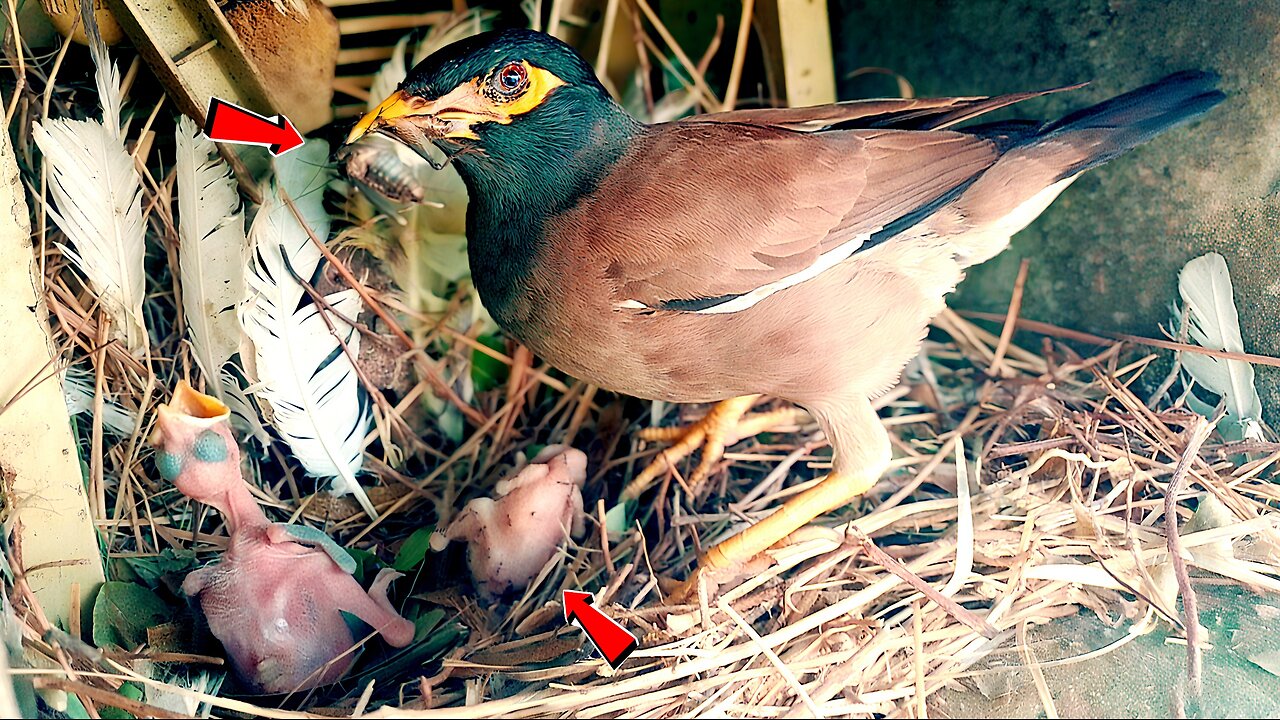 Careless Myna Bird ignoring dead baby!