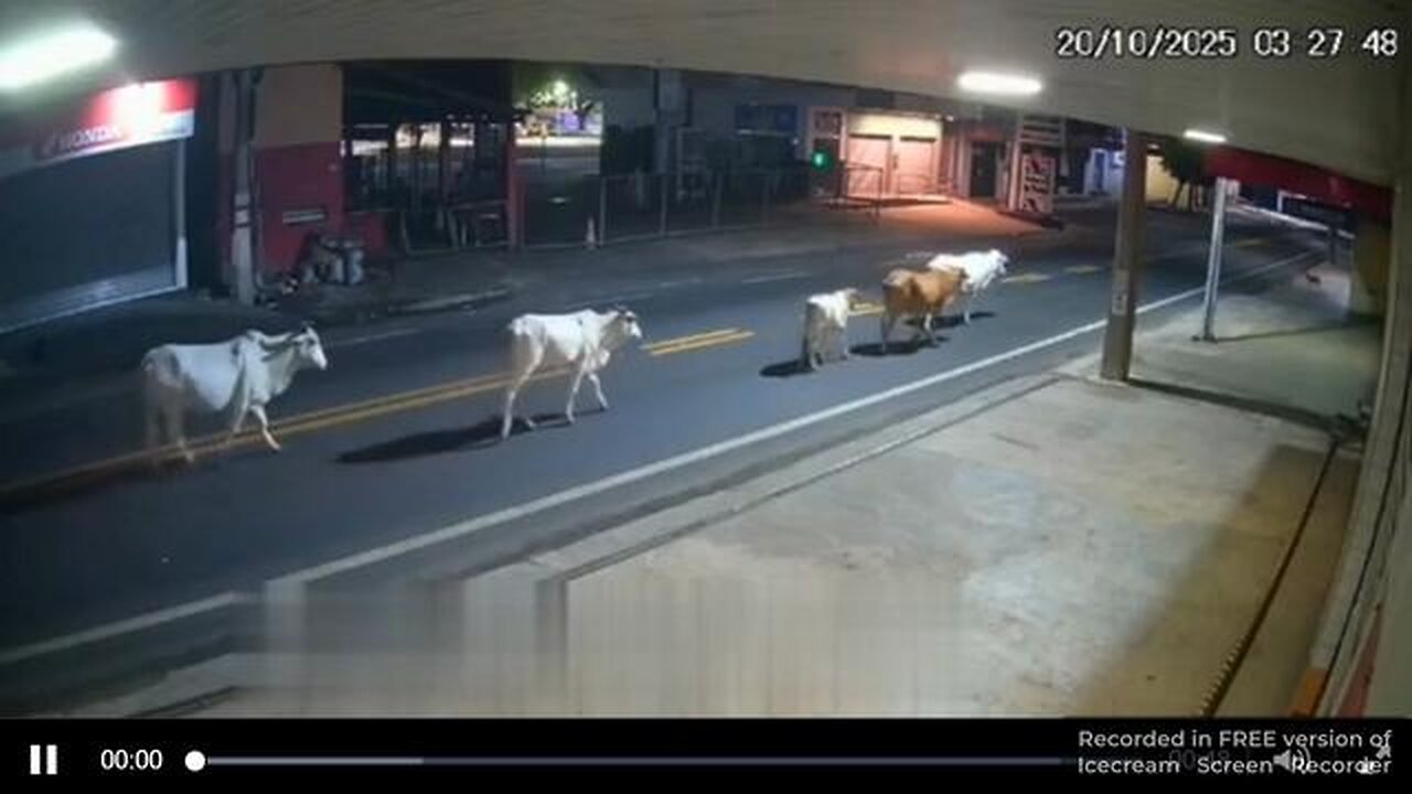 who hits a cow on a motorcycle