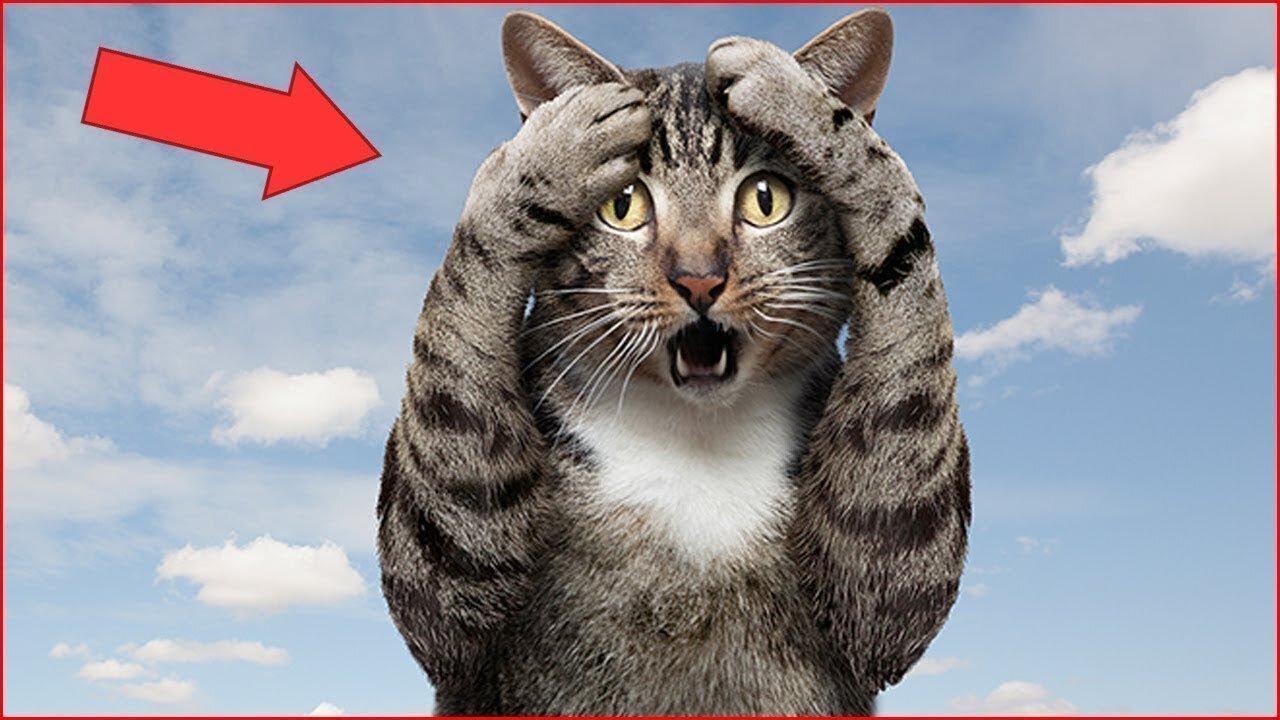 TALKING KATS/😆10 minutes of laughter