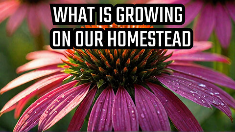 What's Growing on Our Homestead in June You Won't Believe